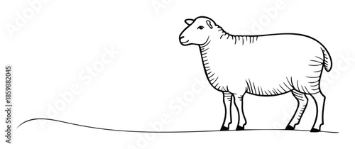 A simple black and white outline drawing of a woolly sheep standing on a subtle ground line, perfect for agricultural industry branding, animal education materials, or farm themed