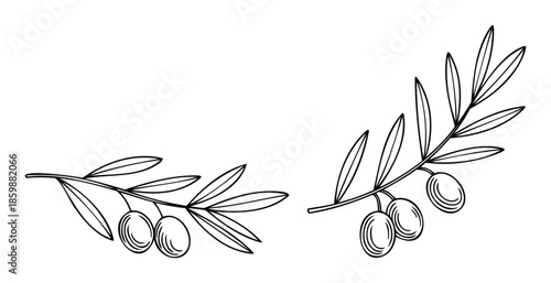 Elegant line art olive branches with ripe fruits offering a sophisticated botanical motif suitable for Mediterranean food packaging, natural cosmetics, and rustic decor branding.