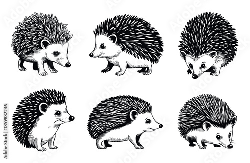 Collection of hand drawn hedgehogs in various active poses ideal for wildlife projects, childrens books, or educational materials needing charming animal depictions.