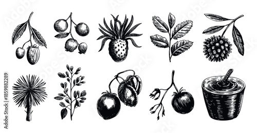Collection of hand drawn botanical elements including various fruits, berries, and plants, perfect for natural product packaging, vintage labels, or organic food branding.