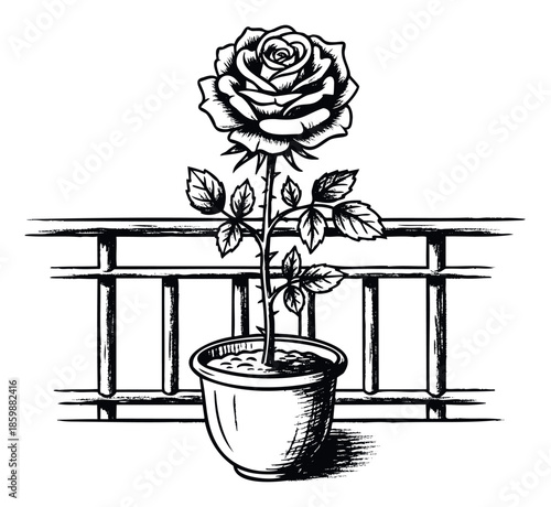 A classic black and white drawing of a single blooming rose plant with thorny stem and leaves, growing in a pot on a rustic balcony railing, ideal for naturethemed graphic projects and