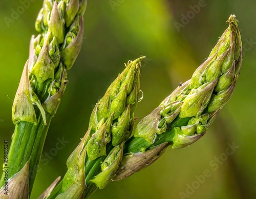 Close-up view of fresh asparagus spears, showcasing vibrant green hues and delicate water droplets against a blurred backdrop