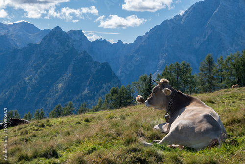 relaxed brown cow in an alpine meadow near Gotzenalm with wild mountains of Berchtesgaden national park, Bavaria, Germany