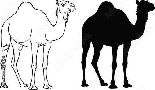 Camel Silhouette and Outline, Dromedary Line Art and Silhouette Duo, Black and White Camel Vector Comparison, silhouette, illustration, vector