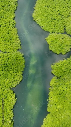Tropical mangrove trees forming channels divided by a clear water stream from above. Siargao, Philippines.