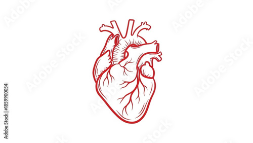 An illustration of a human heart in red on a white background viewed from the front