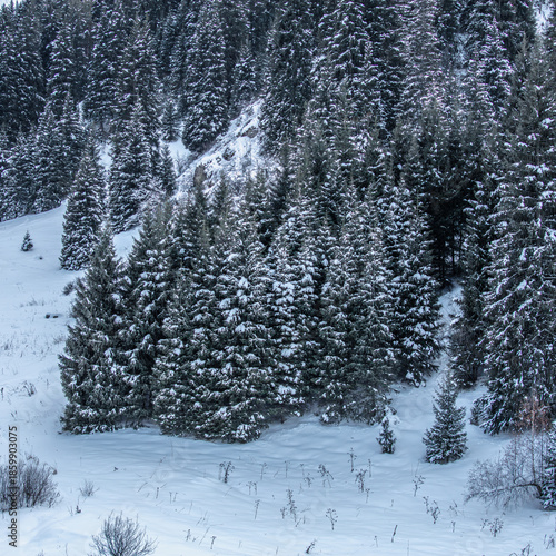winter forest in the snow