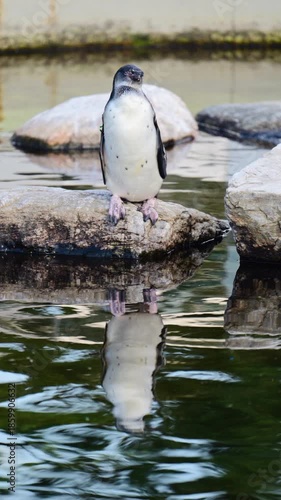 Penguin with black and white plumage standing on a rock with its reflection in water