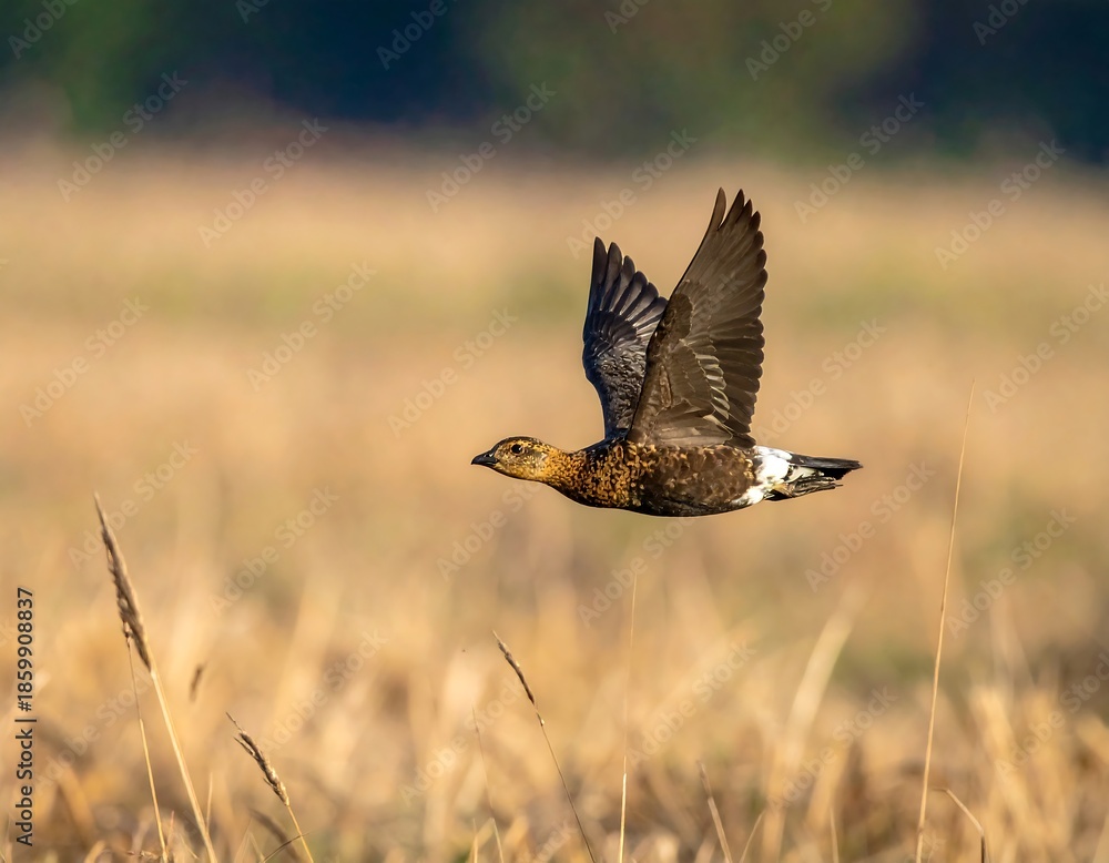 Fototapeta premium Sharp-tailed Grouse in Flight over Prairie Grassland.