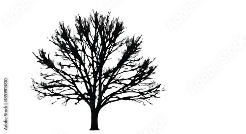 Striking silhouette of a bare tree against a bright white background, evoking winter's stark beauty.