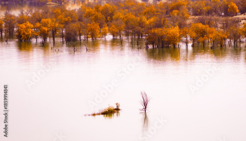 Cuadro en lienzo Aerial photography of Populus euphratica forest growing in water in autumn