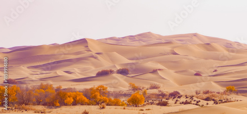 Golden Populus euphratica forests and deserts in autumn in Xinjiang, China.