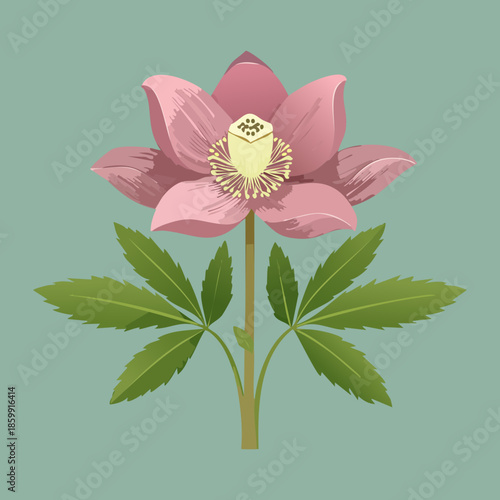 Single pink hellebore flower plant with green leaves on a soft teal background for elegant botanical art