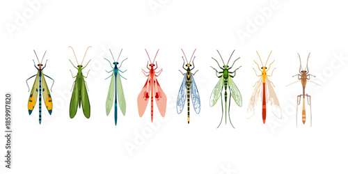 Coleção de insetos neurópteros coloridos, incluindo crisopídeos e formigas-leão, com fundo transparente.
