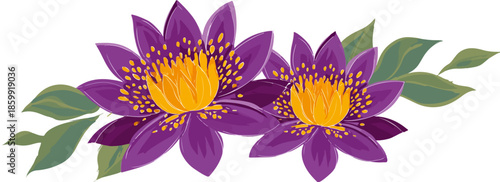 Duas flores de lótus roxas vibrantes com miolo amarelo e folhas verdes em fundo transparente.