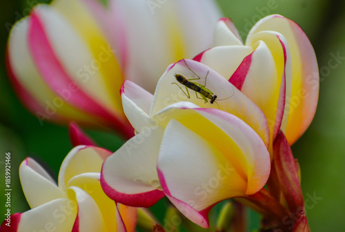 A grasshopper in a plumeria (frangipani) flower.  Photographed in the western part of Singapore.