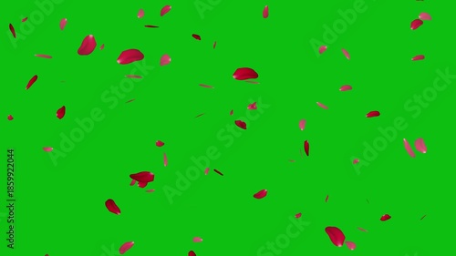 Wallpaper Mural Realistic red rose petals falling on alpha channel background loop. rose petals falling slowly in the air seamless loop overlay. Torontodigital.ca