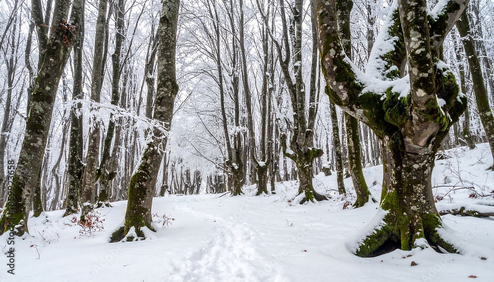 Naklejka premium Snowy Beech Forest in Winter - A Serene Landscape.