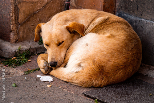 Photography Sleeping stray dog curled up on city sidewalk
