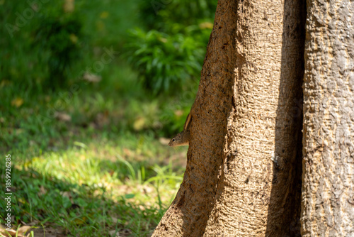 Indian palm squirrel peaking on the tree branch