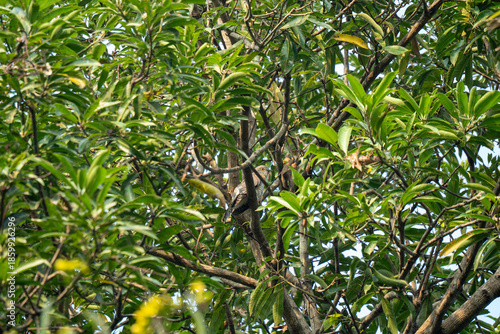 A bird camouflaged among  the tree branches