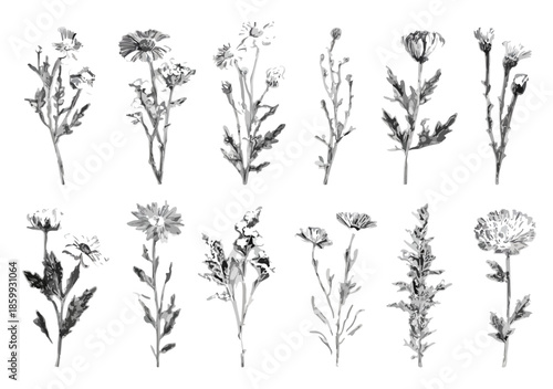 Conjunto de ilustraciones botánicas dibujadas a mano de flores silvestres y hierbas con fondo transparente.