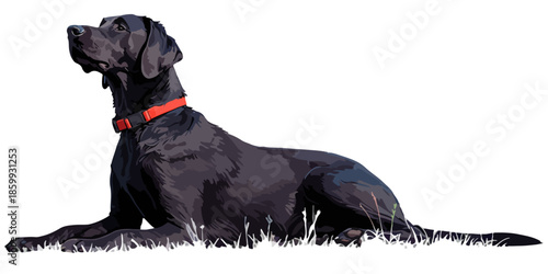 Perro labrador negro con collar rojo acostado sobre césped aislado en fondo blanco.