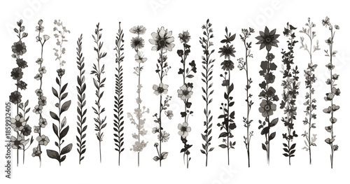 Illustrazione botanica monocromatica di steli floreali verticali disegnati a mano su sfondo trasparente.