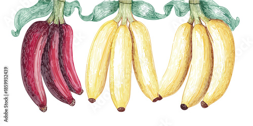 Illustrazione ad acquerello di banane rosse e gialle mature con foglie verdi su sfondo trasparente.