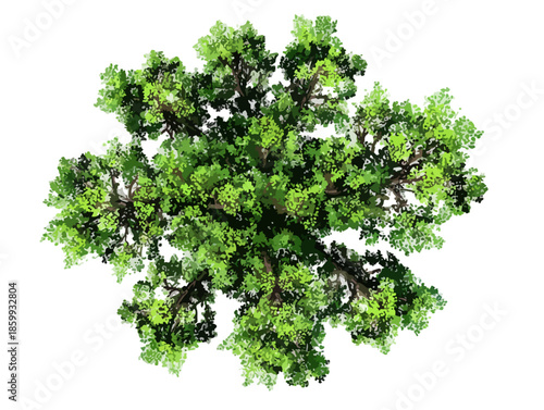 Vista aerea dall'alto di una chioma di albero verde lussureggiante isolata su sfondo trasparente per progetti grafici.