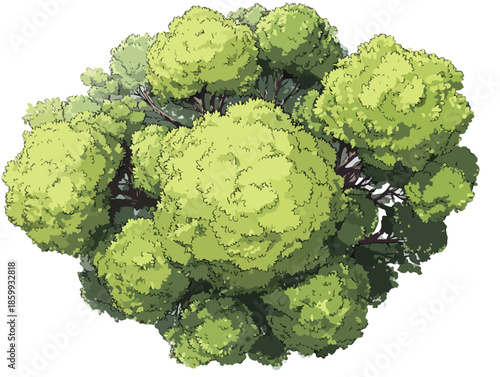 Vista aerea di un gruppo di alberi rigogliosi con chiome verdi su sfondo trasparente, illustrazione vettoriale.