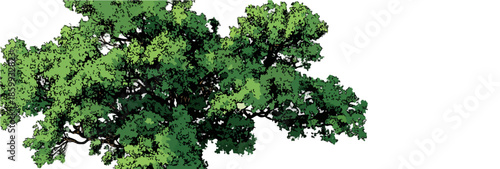 Chioma folta di albero verde rigoglioso isolata su sfondo bianco, risorsa grafica trasparente.