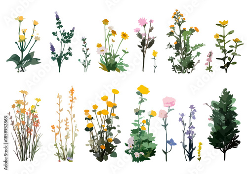 다양한 야생화와 식물들이 투명한 배경에 수채화 스타일로 그려진 일러스트 모음