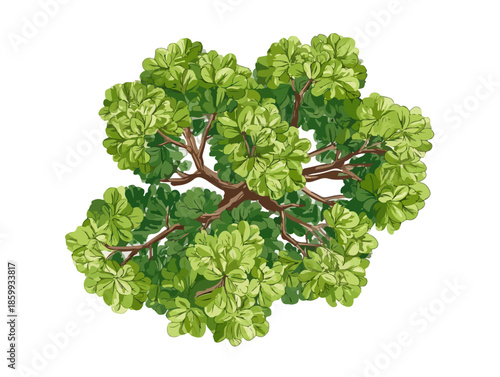 하늘에서 본 나무의 모습, 녹색 잎사귀와 갈색 가지가 선명하게 보이는 투명한 배경의 일러스트