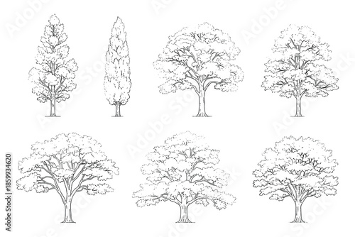 Hand drawn line art of various deciduous tree species vector isolated set
