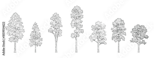 Set of deciduous and evergreen trees vector illustration on white background
