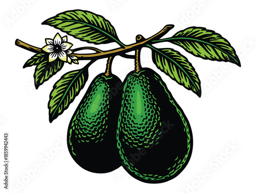 green avocados hanging from a branch with blossom.
