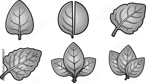 Fresh mint and basil leaves illustration set in monochrome style for culinary and organic herbal medicine conceptsFresh mint and basil leaves illustration set in monochrome style for culinary and orga