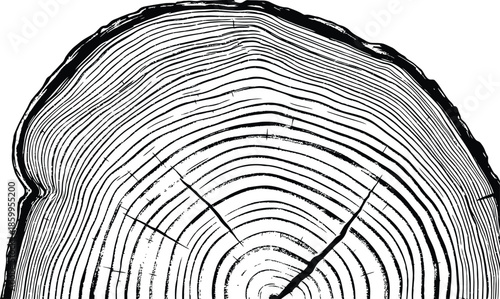 Tree ring vector illustration Wood grain texture cross section distressed black and white graphic design element