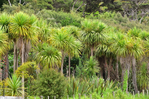Area with dense bush of native cabbage tree Cordyline australis. Location: Puhoi New Zealand
