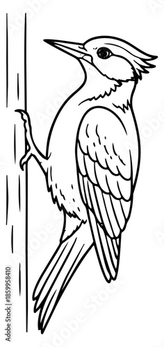 Hand drawn line art illustration of a woodpecker depicting clinging to a tree trunk for nature designs