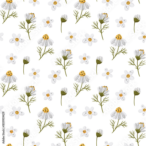 flower, daisy, pattern, floral, camomile, seamless, nature, summer