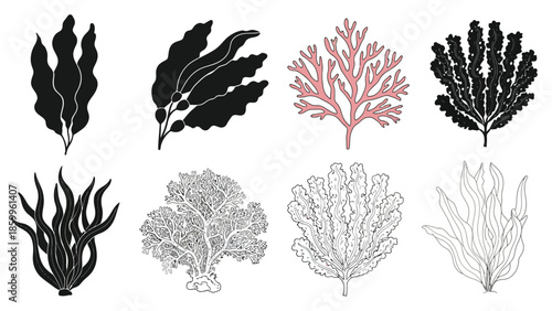 Various types of seaweed and coral illustrated in a monochromatic style
