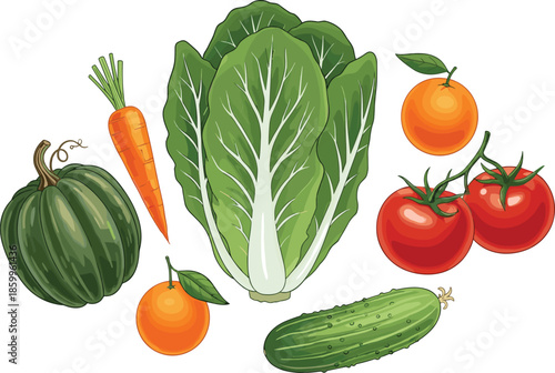 Fresh vegetables illustration, lettuce carrot pumpkin tomato cucumber orange isolated on white background healthy food vector design set collection artwork