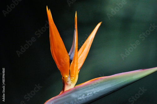 The bird of paradise flower 