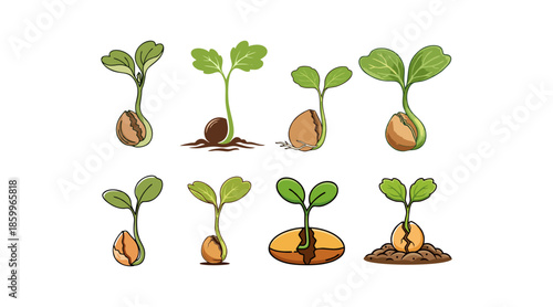 Vector Set of Seedling Growth Stages, Showing the Transformation of a Seed to a Young Plant