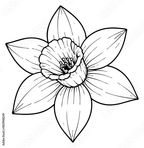 Hand drawn line art illustration of a daffodil flower depicting its full bloom for nature and spring themes