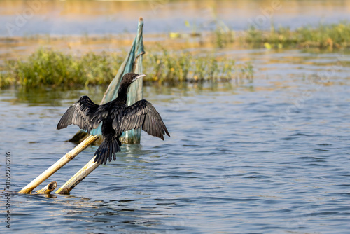 Little cormorand drying wing