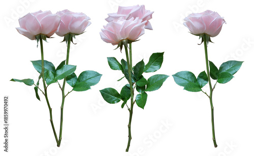 Photography three delicate pale pink roses in full bloom, elegantly presented on long green