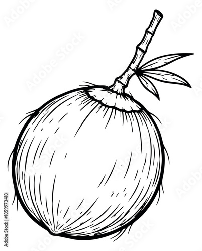 Hand drawn line art illustration of a coconut depicting a whole tropical fruit for summer and food designs
